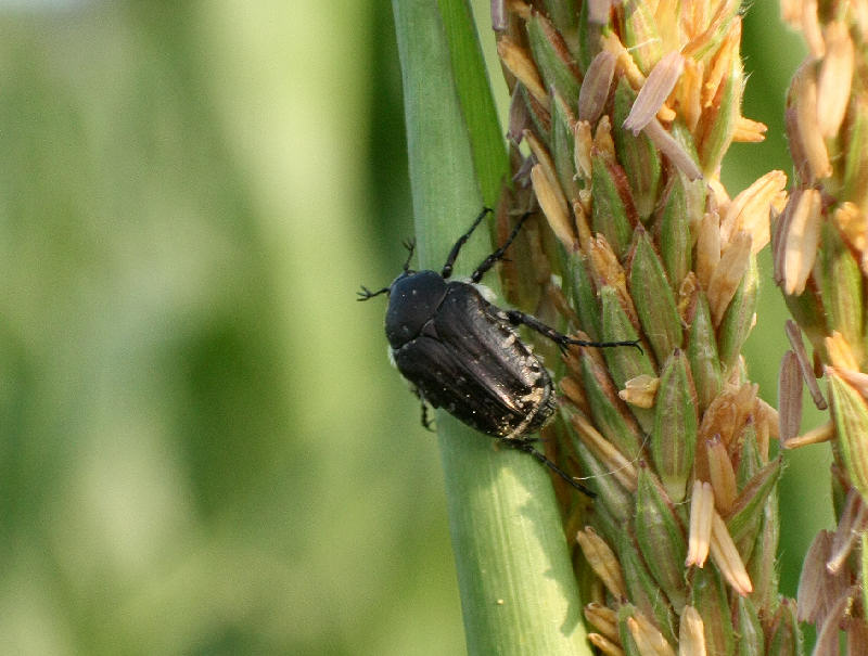 coleottero nero da determinare - Oxythyraea funesta